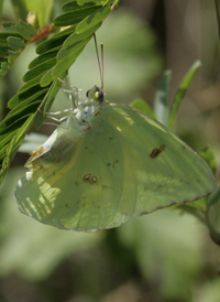 Cloudless Sulphur